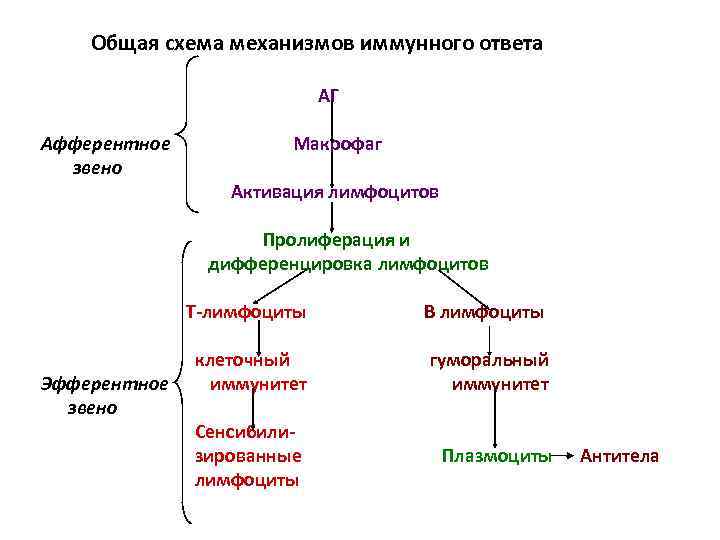 Схема иммунной реакции