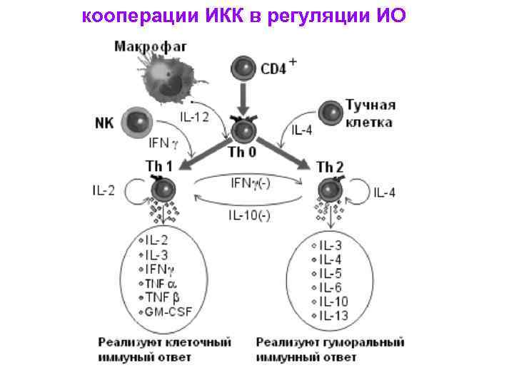 кооперации ИКК в регуляции ИО 