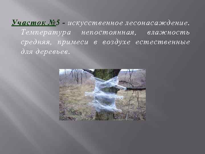 Участок № 5 - искусственное лесонасаждение. Температура непостоянная, влажность средняя, примеси в воздухе естественные