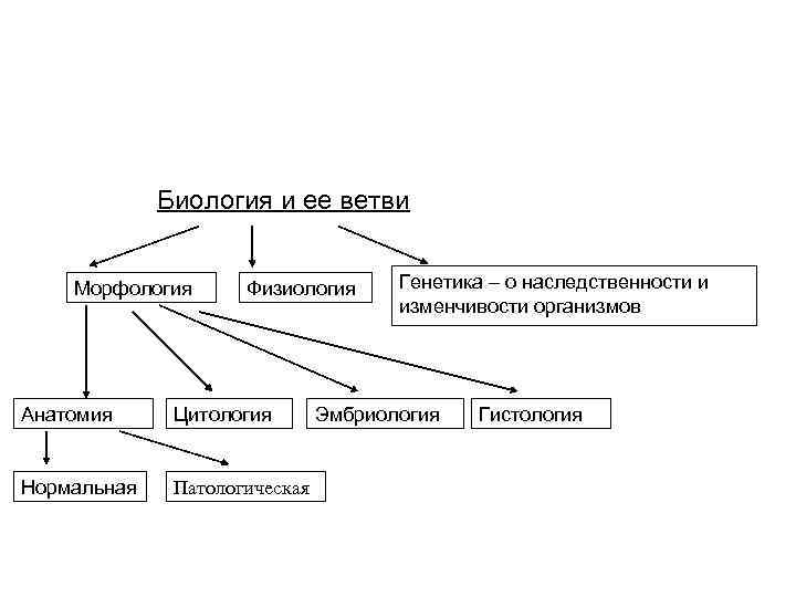 Биология и ее ветви Морфология Физиология Анатомия Цитология Нормальная Патологическая Генетика – о наследственности