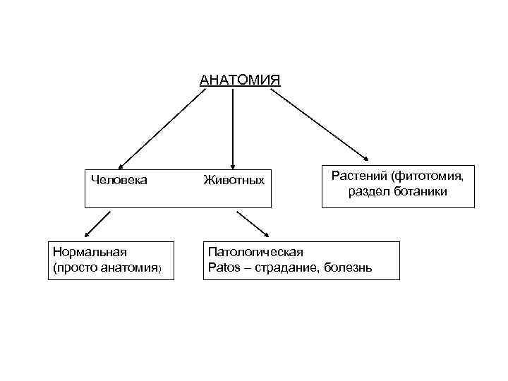 АНАТОМИЯ Человека Животных Нормальная (просто анатомия) Растений (фитотомия, раздел ботаники Патологическая Patos – страдание,