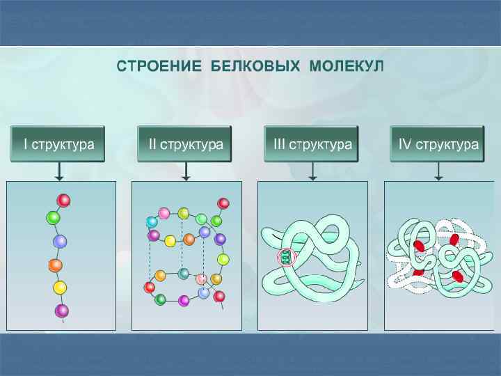 Молекулярный состав белка. Структура белка биология 10 класс. Схема первичной структуры белковой молекулы. Структура белков биология 10 класс. Схема строения белковых молекул.