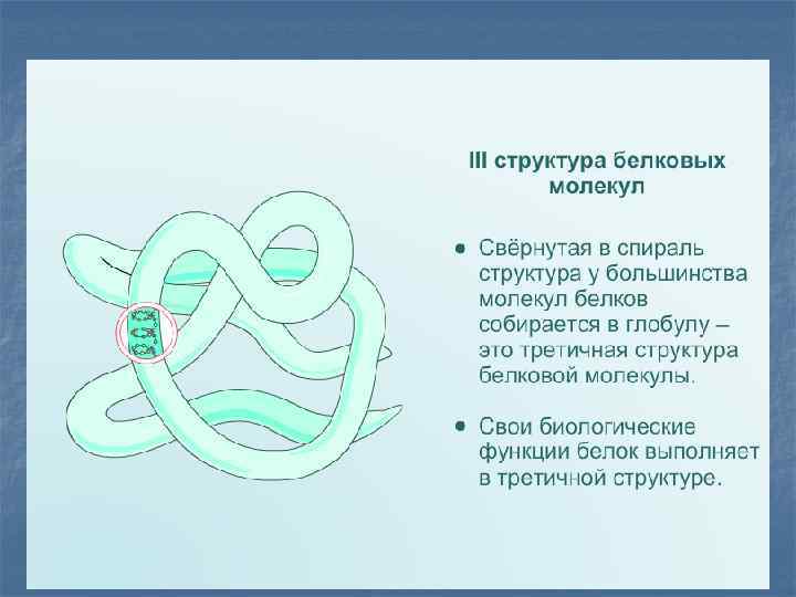 Обозначь рисунок на котором представлена третичная структура белка