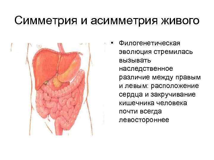 Симметрия и асимметрия живого • Филогенетическая эволюция стремилась вызывать наследственное различие между правым и