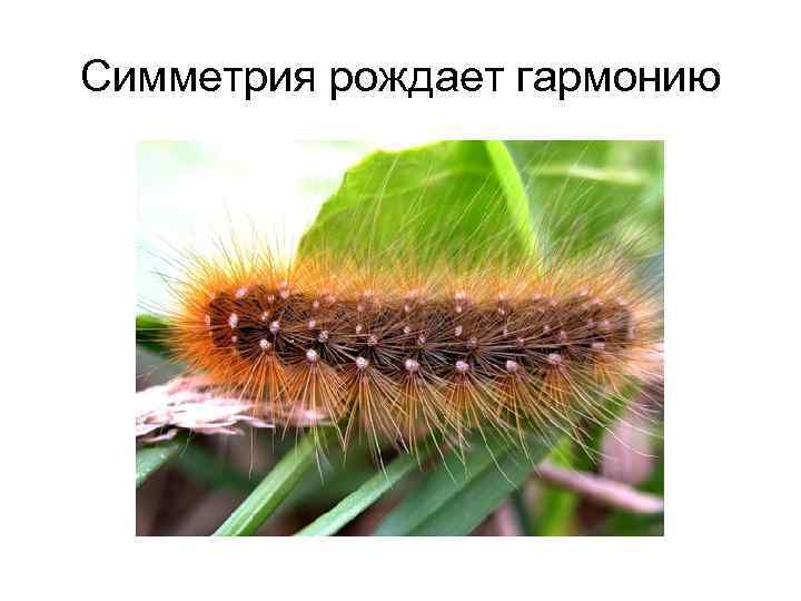 Симметрия рождает гармонию 