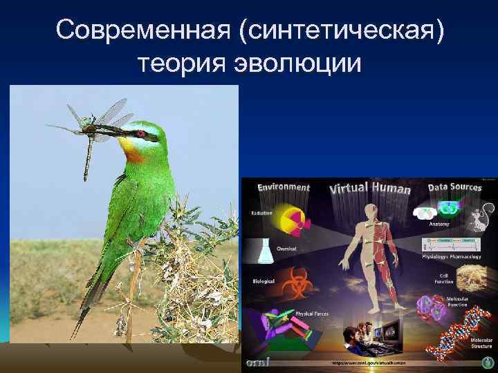 Современная (синтетическая) теория эволюции 