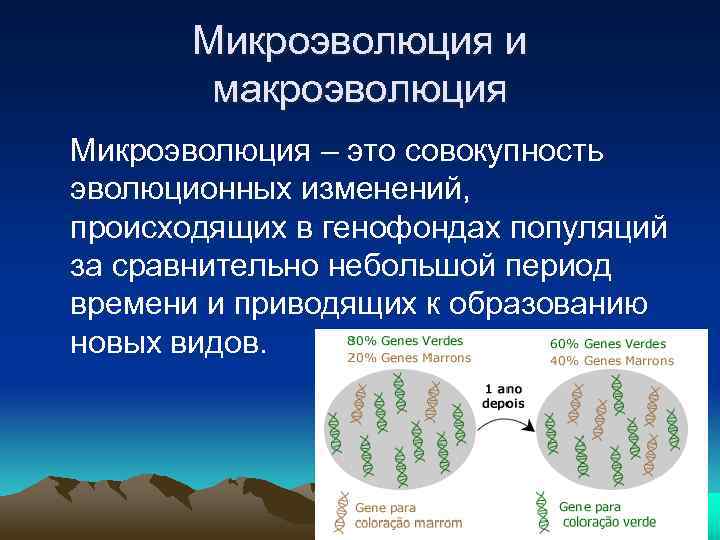 Микроэволюция и макроэволюция Микроэволюция – это совокупность эволюционных изменений, происходящих в генофондах популяций за