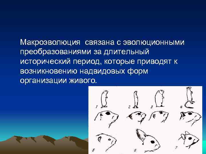 Макроэволюция связана с эволюционными преобразованиями за длительный исторический период, которые приводят к возникновению надвидовых