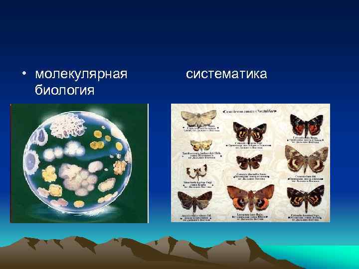  • молекулярная биология систематика 