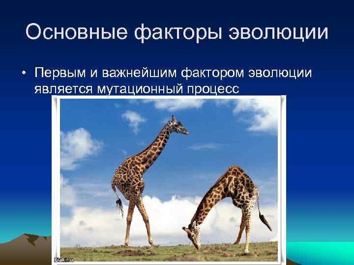 Основные факторы эволюции • Первым и важнейшим фактором эволюции является мутационный процесс 