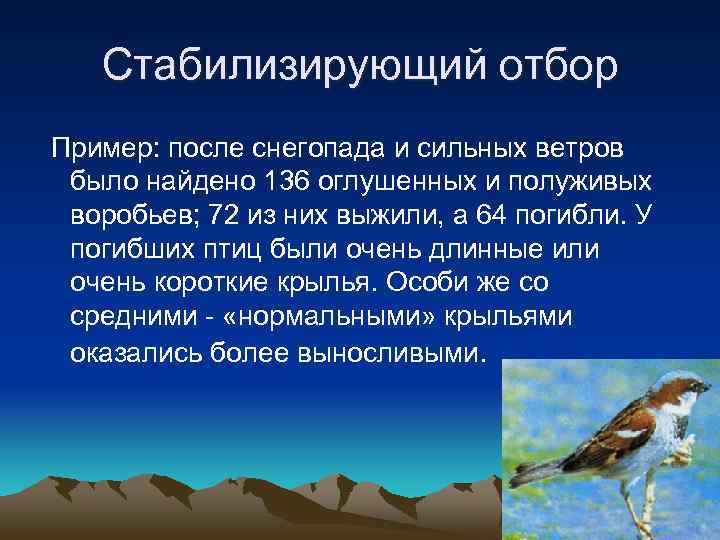 Стабилизирующий отбор Пример: после снегопада и сильных ветров было найдено 136 оглушенных и полуживых