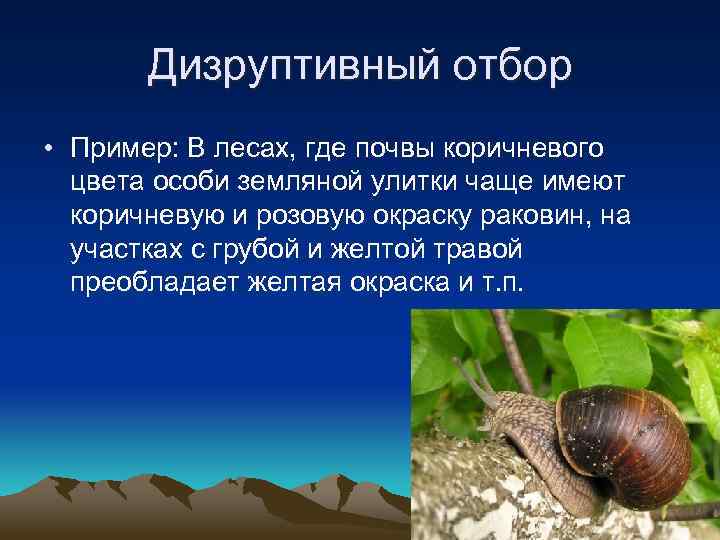 Дизруптивный отбор • Пример: В лесах, где почвы коричневого цвета особи земляной улитки чаще