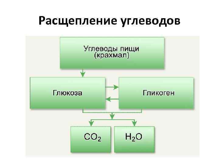 Расщепление углеводов 