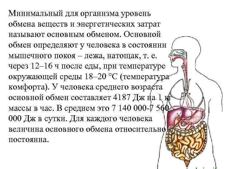 Минимальный для организма уровень обмена веществ и энергетических затрат называют основным обменом. Основной обмен