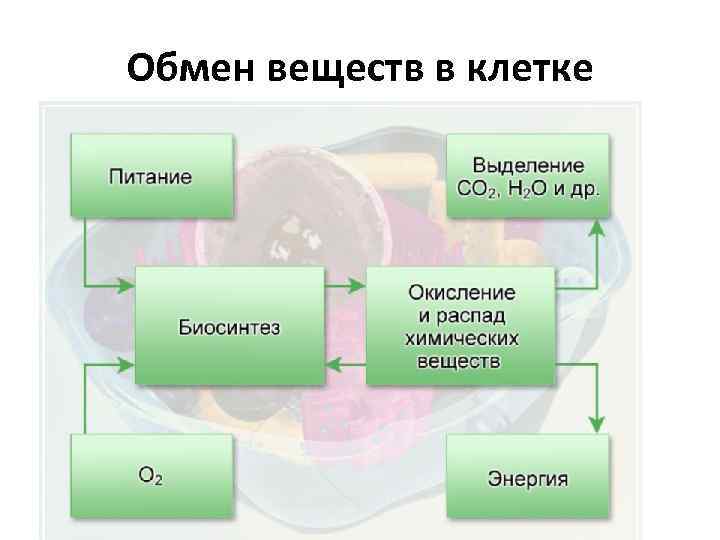 Обмен веществ в клетке 