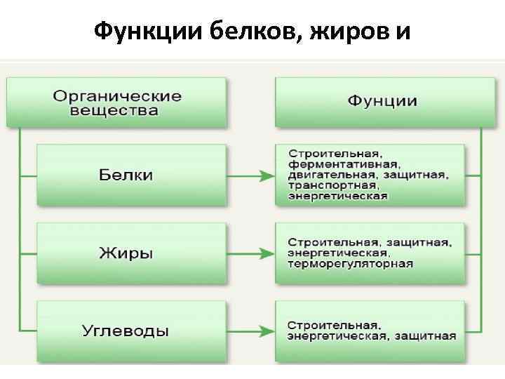 Функции белков, жиров и углеводов 