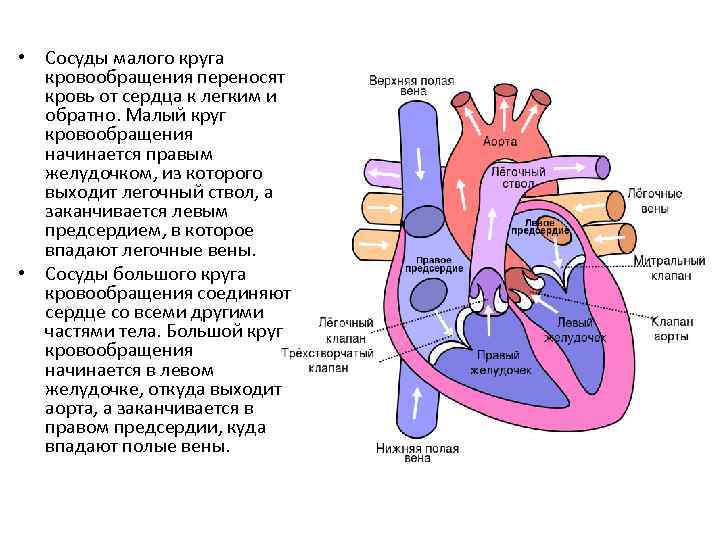 Тетрада фалло гемодинамика схема