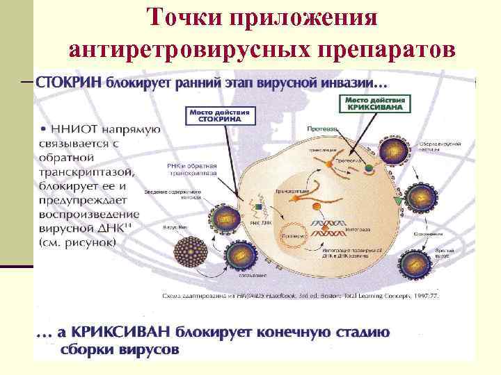 Точки приложения антиретровирусных препаратов 