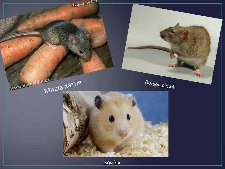 хатня а Пацюк сі рий Миш Хом’як 
