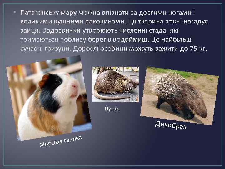 • Патагонську мару можна впізнати за довгими ногами і великими вушними раковинами. Ця