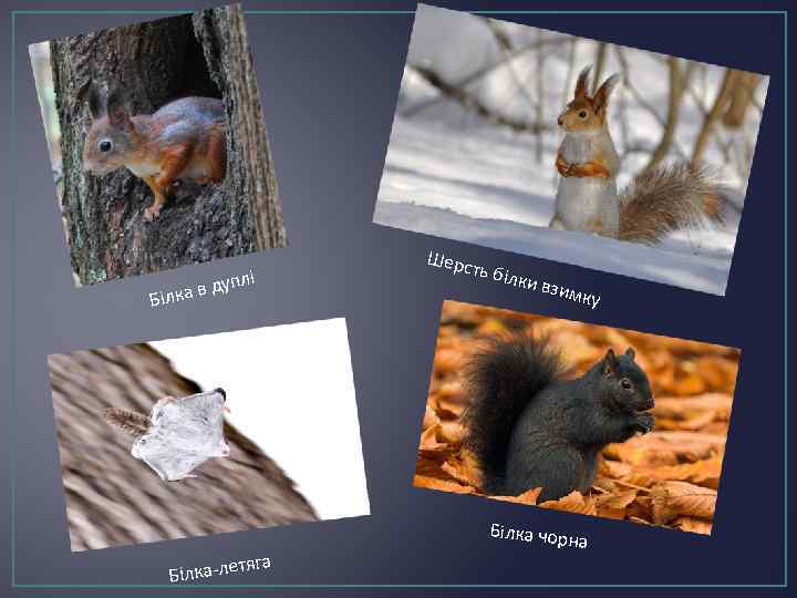 плі а в ду Білк тяга Білка-ле Шерс ть біл к и взи мку