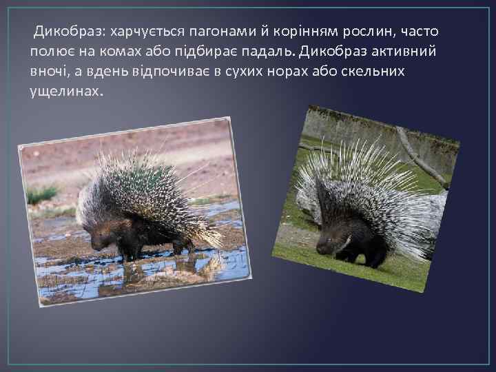 Дикобраз: харчується пагонами й корінням рослин, часто полює на комах або підбирає падаль. Дикобраз