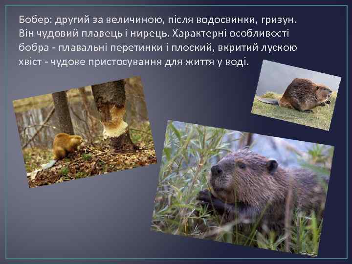 Бобер: другий за величиною, після водосвинки, гризун. Він чудовий плавець і нирець. Характерні особливості