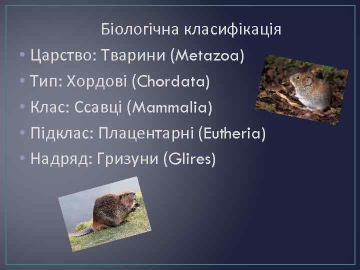 Біологічна класифікація • Царство: Тварини (Metazoa) • Тип: Хордові (Chordata) • Клас: Ссавці (Mammalia)