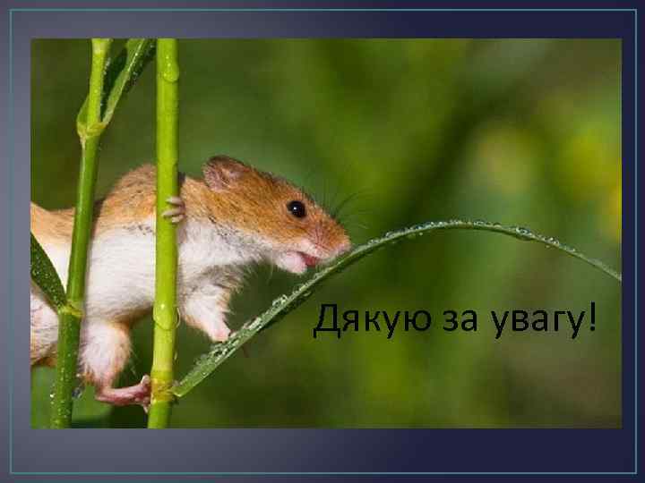 Дякую за увагу! 