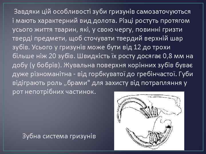 Завдяки цій особливості зуби гризунів самозаточуються і мають характерний вид долота. Різці ростуть протягом