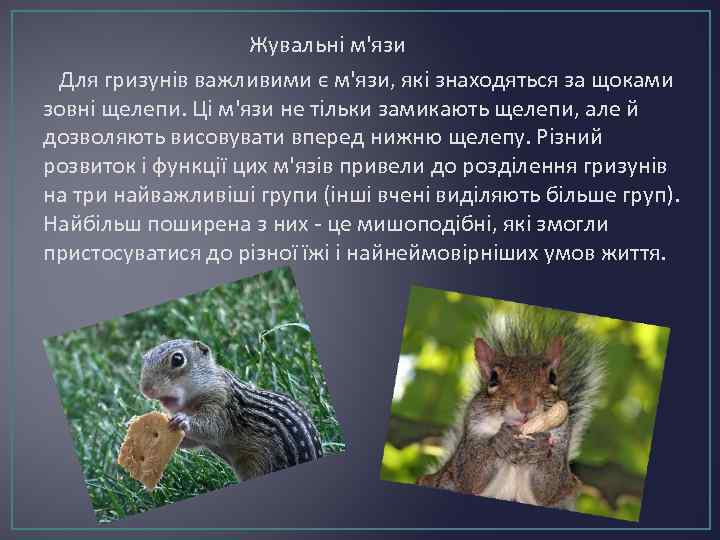 Жувальні м'язи Для гризунів важливими є м'язи, які знаходяться за щоками зовні щелепи. Ці