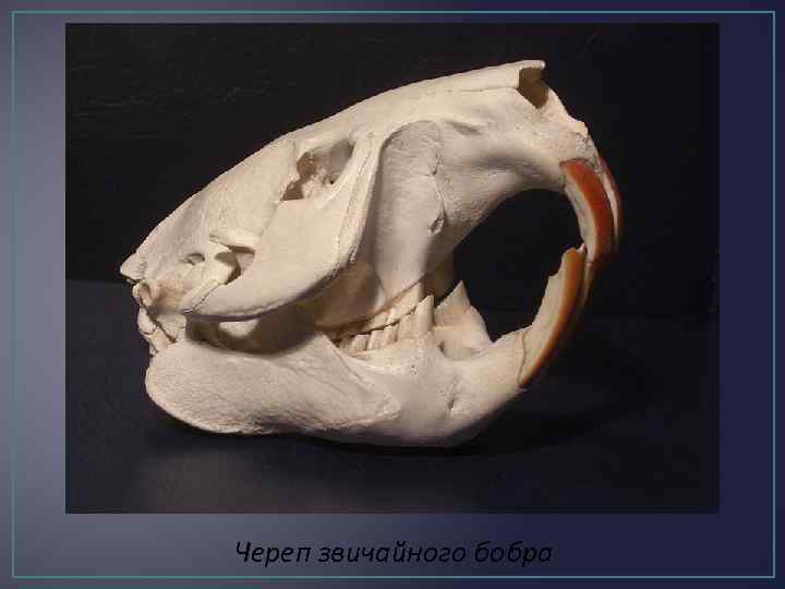 Череп звичайного бобра 