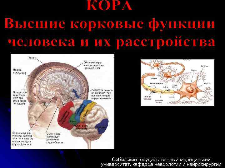 Сибирский государственный медицинский университет, кафедра неврологии и нейрохирургии 