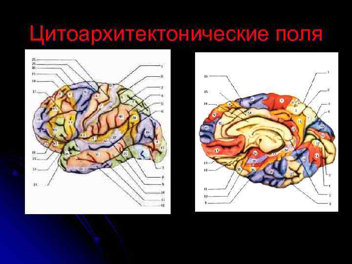 Цитоархитектонические поля 