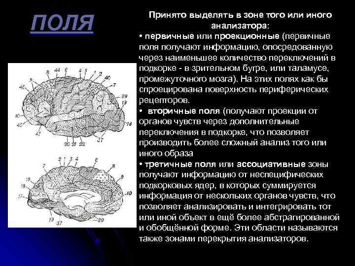 ПОЛЯ Принято выделять в зоне того или иного анализатора: • первичные или проекционные (первичные