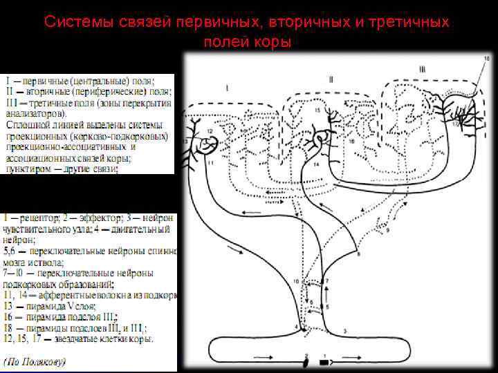 Первичные вторичные третичные нарушения. Первичные вторичные поля головного мозга. Поля мозга первичные вторичные третичные. Система связей первичных вторичных и третичных полей коры. Первичные корковые поля.