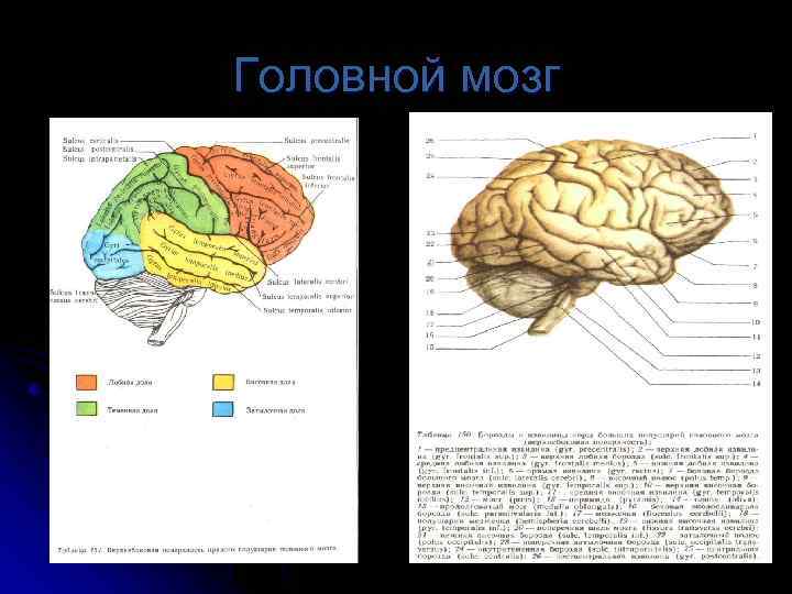 Головной мозг 