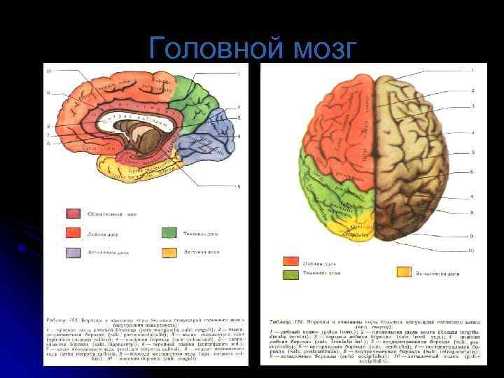 Неврология мозжечок презентация