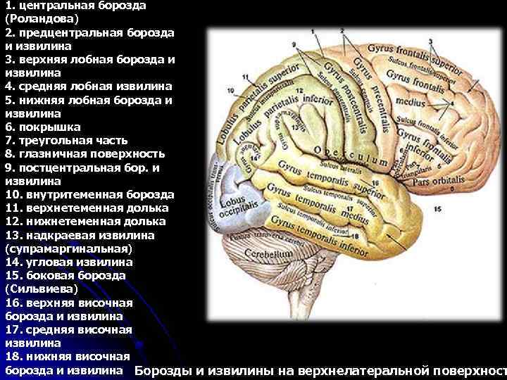 Центральная борозда расположена. Центральная роландова борозда. Сильвиева борозда мозга. Постцентральная борозда и извилина. Предцентральная извилина лобной доли.