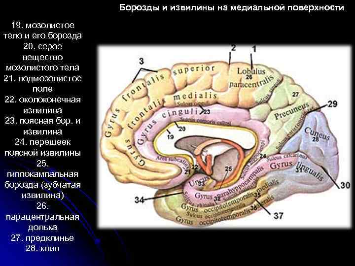 Медиальная поверхность мозга. Извилина мозолистого тела. Поясная извилина и мозолистое тело. Клин и язычная извилина. Язычная извилина располагается.