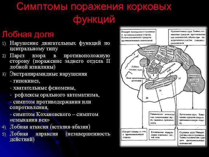 Симптомы поражения корковых функций Лобная доля 1) 2) 3) 4) 5) Нарушение двигательных функций