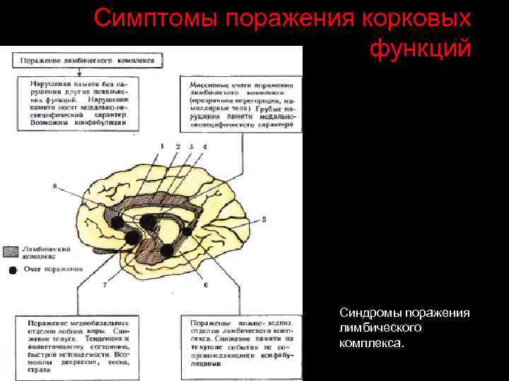 Симптомы поражения корковых функций Синдромы поражения лимбического комплекса. 