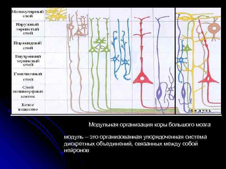 Модульная организация коры большого мозга модуль – это организованная упорядоченная система дискретных объединений, связанных