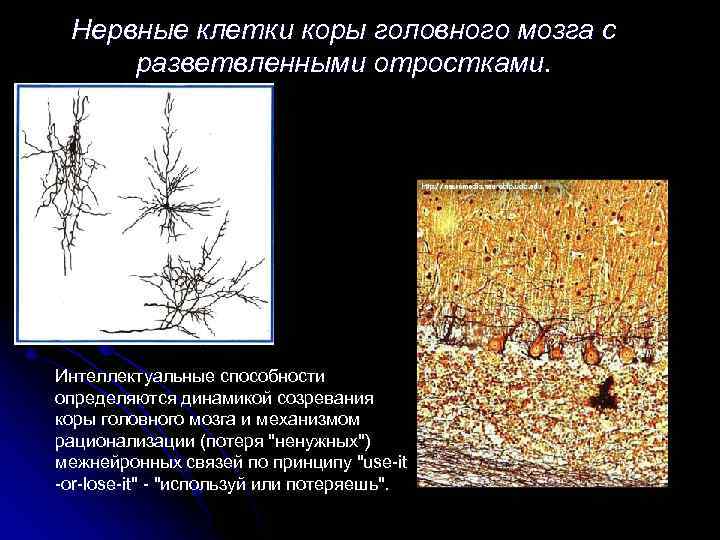 Нервные клетки коры головного мозга с разветвленными отростками. Интеллектуальные способности определяются динамикой созревания коры