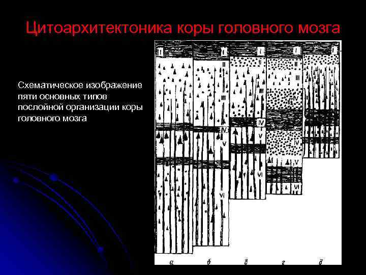 Цитоархитектоника коры головного мозга Схематическое изображение пяти основных типов послойной организации коры головного мозга