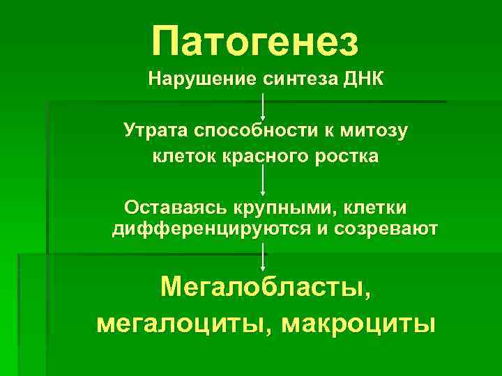 Патогенез Нарушение синтеза ДНК Утрата способности к митозу клеток красного ростка Оставаясь крупными, клетки