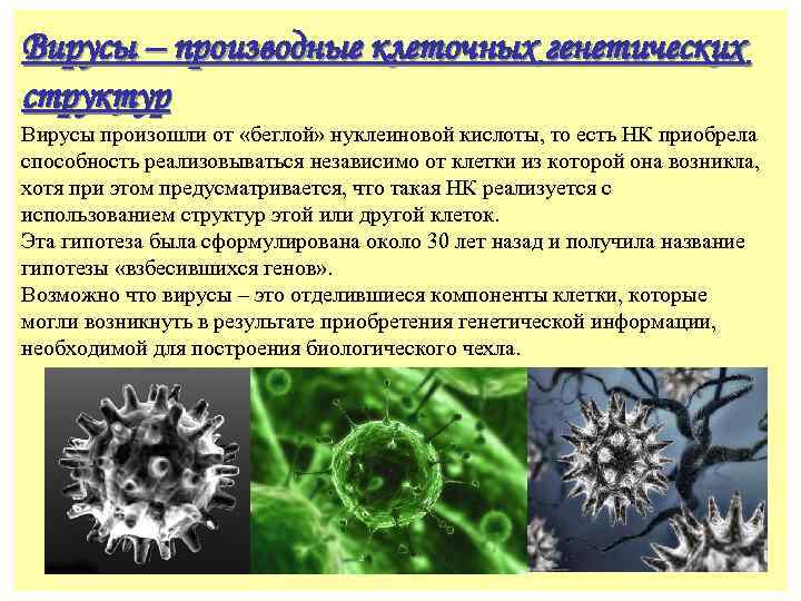 Вирусы – производные клеточных генетических структур Вирусы произошли от «беглой» нуклеиновой кислоты, то есть