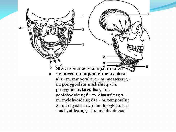 Жевательные мышцы нижней челюсти и направление их тяги: а) 1 - m. temporalis; 2
