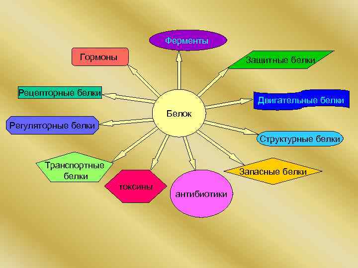 Ферменты Гормоны Защитные белки Рецепторные белки Двигательные белки Белок Регуляторные белки Структурные белки Транспортные