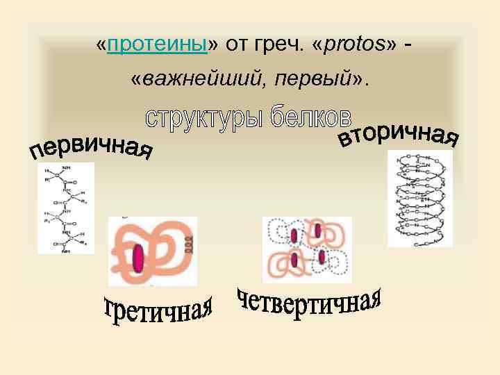  «протеины» от греч. «protos» «важнейший, первый» . 